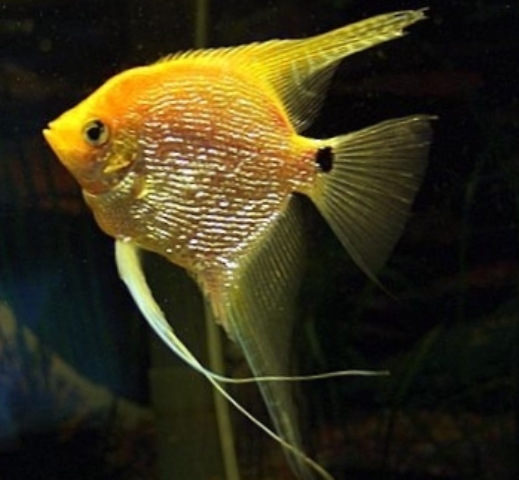 Angelfish - Yellow Platinum Pearlscale - Medium